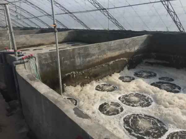 鱼池水面有泡沫怎样解决