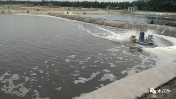鱼池水面有泡沫怎样解决