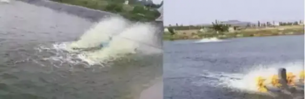 鱼池水面有泡沫怎样解决