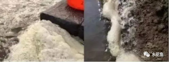 鱼池水面有泡沫怎样解决