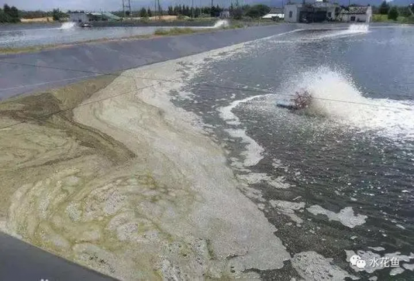 鱼池水面有泡沫怎样解决