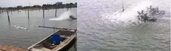 鱼池水面有泡沫怎样解决