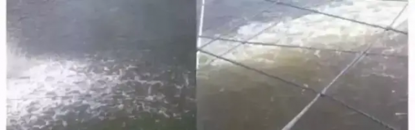 鱼池水面有泡沫怎样解决