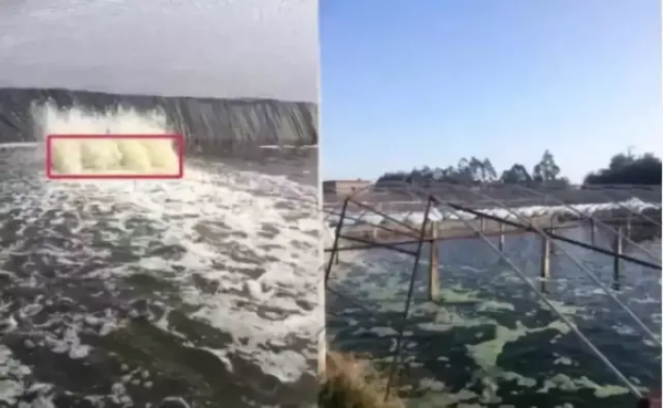 鱼池水面有泡沫怎样解决