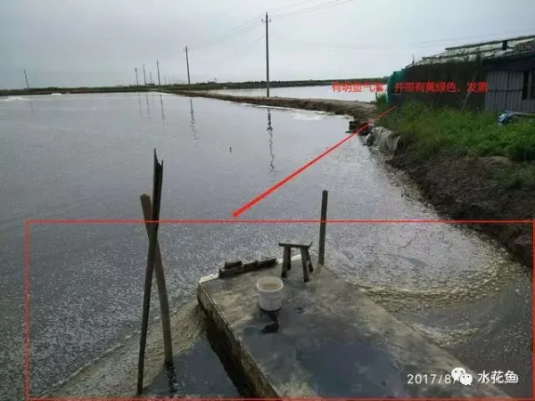 鱼池水面有泡沫怎样解决