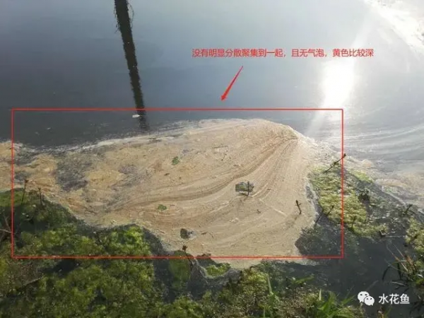 鱼池水面有泡沫怎样解决
