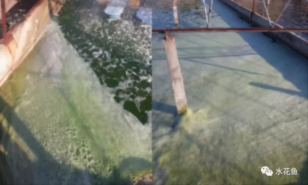 鱼池水面有泡沫怎样解决