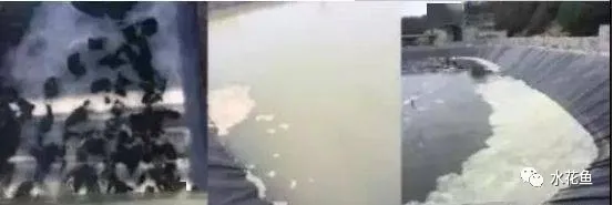 鱼池水面有泡沫怎样解决
