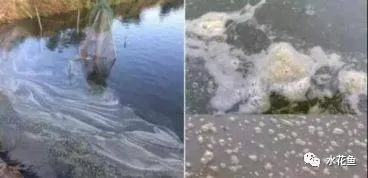 鱼池水面有泡沫怎样解决