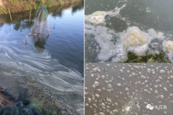 鱼池水面有泡沫怎样解决