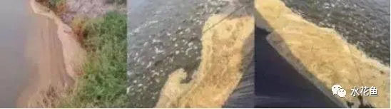 鱼池水面有泡沫怎样解决