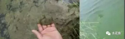 鱼池水面有泡沫怎样解决