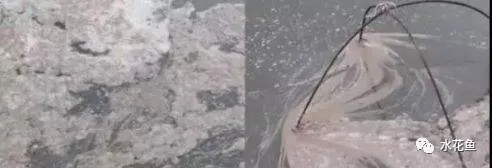 鱼池水面有泡沫怎样解决