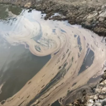 鱼池水面有泡沫怎样解决