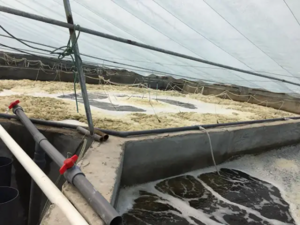 鱼池水面有泡沫怎样解决