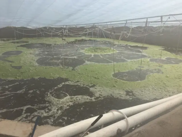 鱼池水面有泡沫怎样解决