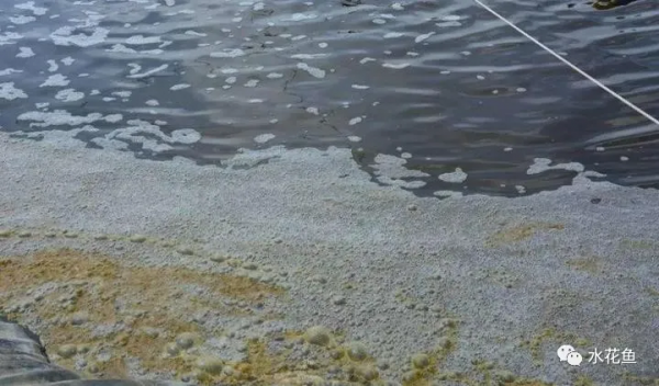 鱼池水面有泡沫怎样解决