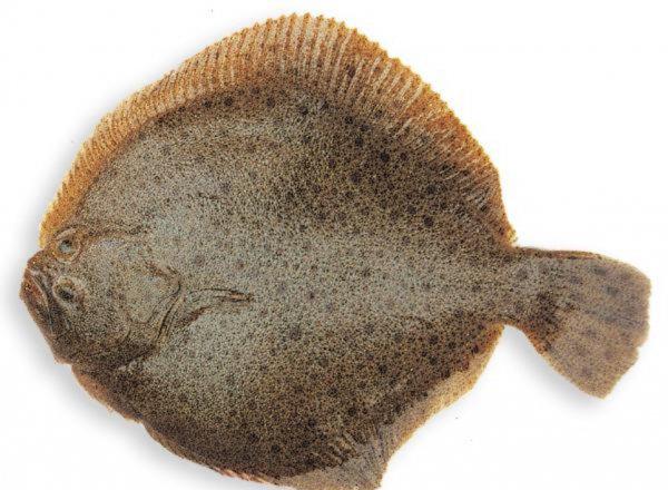 多宝鱼是淡水鱼还是海水鱼