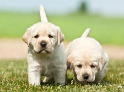 中华田园犬品种大全及图片 最正宗的中华田园犬种类介