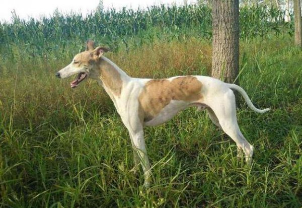 中华田园犬品种大全及图片