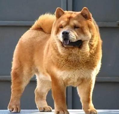 中华田园犬品种大全及图片