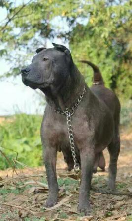 中华田园犬品种大全及图片