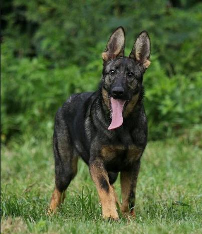 中华田园犬品种大全及图片