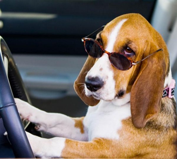 中华田园犬品种大全及图片