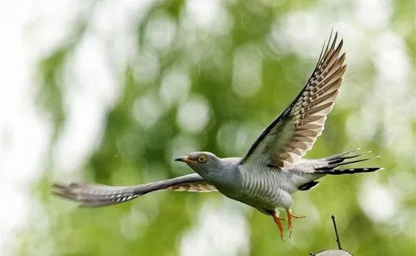 布谷鸟什么时候开始叫