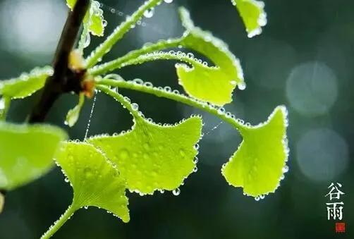 布谷鸟什么时候开始叫