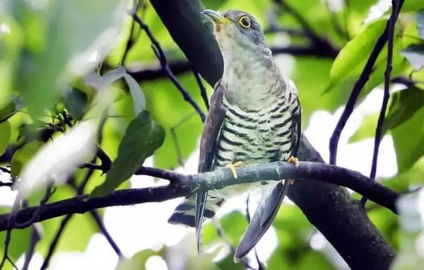 布谷鸟什么时候开始叫