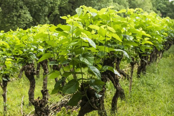 坟墓周围栽什么树最好