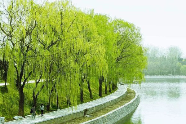 坟墓周围栽什么树最好