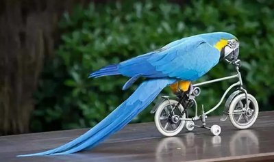 鹦鹉炸毛没精神总是要闭眼睡觉 鹦鹉没精神是生病了吗