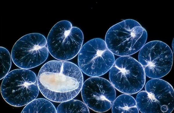 海水蓝眼泪是怎么形成的