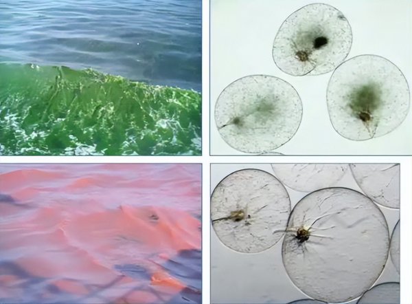 海水蓝眼泪是怎么形成的