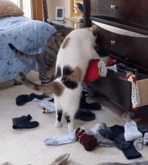 猫临死前会眷恋主人吗