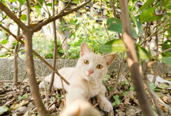 猫临死前会眷恋主人吗