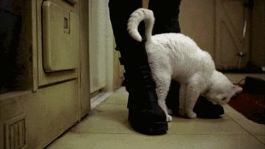 猫临死前会眷恋主人吗