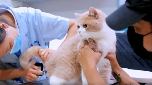 猫临死前会眷恋主人吗