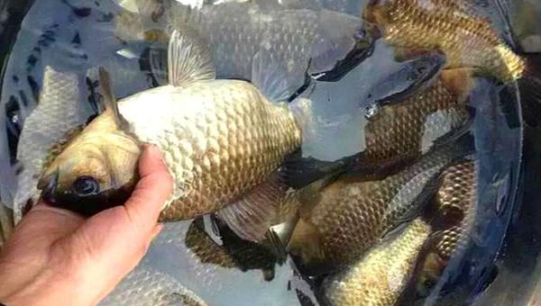 传统钓鱼调漂方法