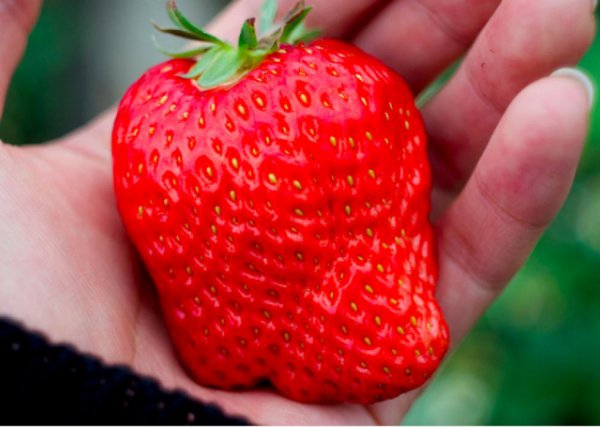 世界上最贵的水果排行榜前十名