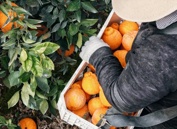 世界上最贵的水果排行榜前十名