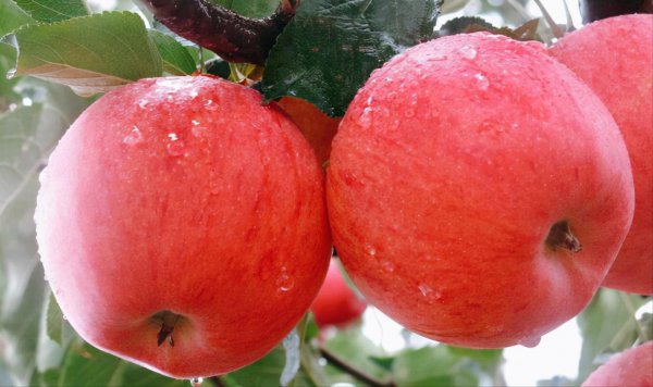 世界上最贵的水果排行榜前十名