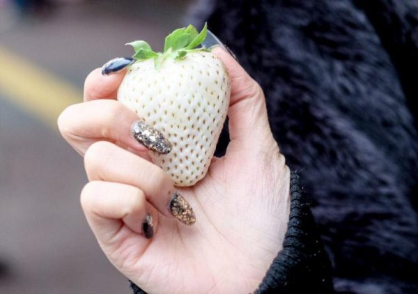 世界上最贵的水果排行榜前十名