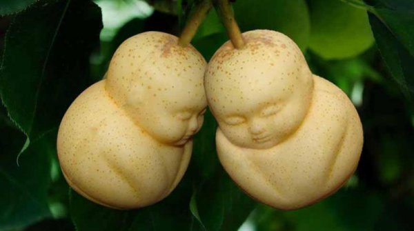 世界上最贵的水果排行榜前十名