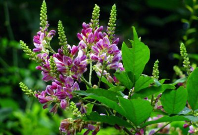 真正的鸡血藤手镯大概多少钱一 正宗鸡血藤手镯价格