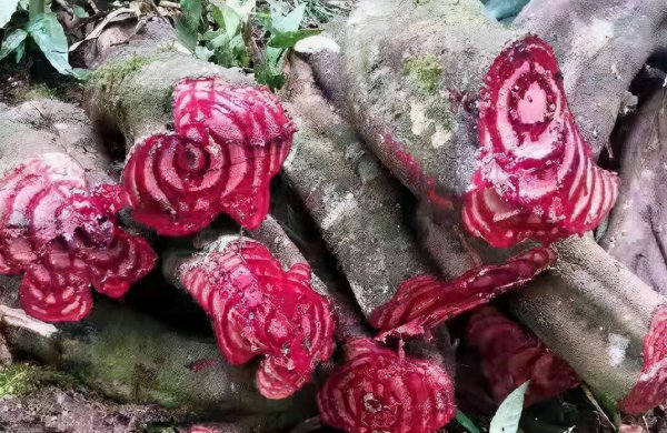 真正的鸡血藤手镯大概多少钱一