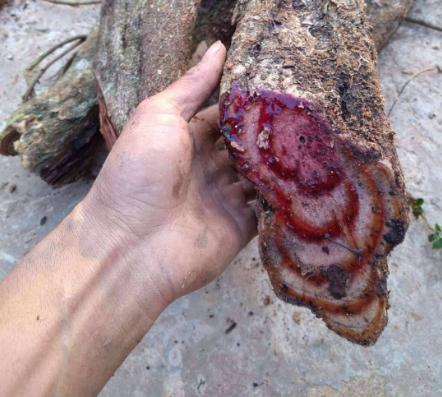 真正的鸡血藤手镯大概多少钱一