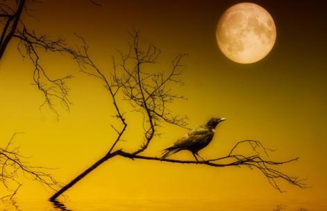 乌鸦的寓意和象征意义